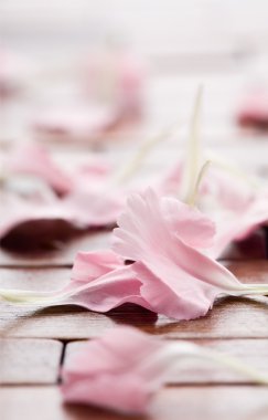 Pink flower petals clipart