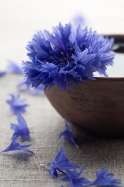 Cornflower clipart