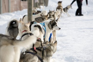 Husky sled-dogs clipart