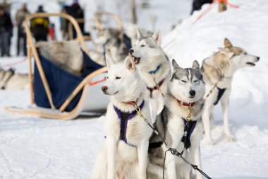 Husky sled-dogs clipart