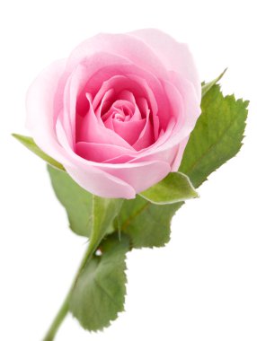 Pink rose clipart