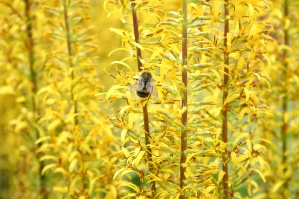 Flores amarelas e uma abelha — Fotografia de Stock