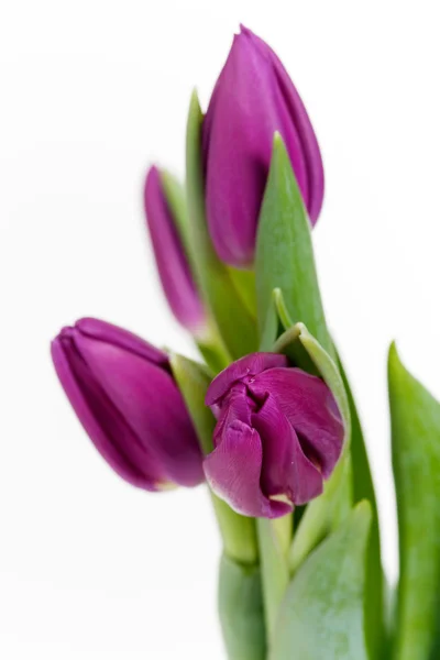 Tulipanes morados —  Fotos de Stock