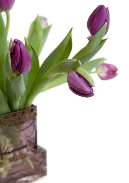 Paarse tulpen — Stockfoto