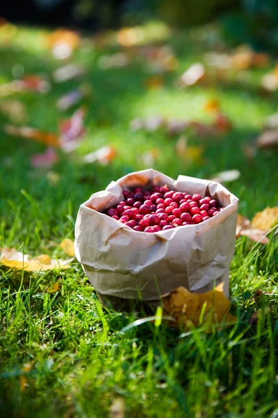Bunch of cranberries — Stock Photo, Image