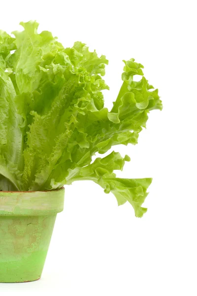Zielona sałata — Zdjęcie stockowe