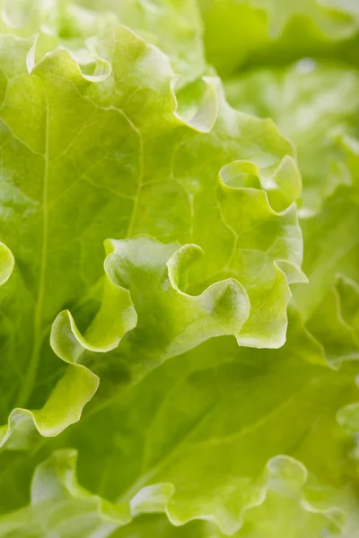 Alface-verde — Fotografia de Stock