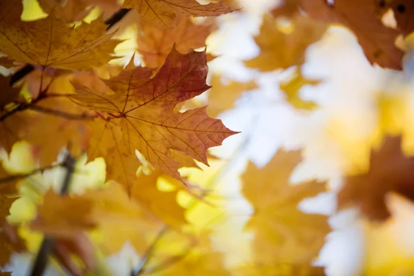 Klon jesienią — Zdjęcie stockowe