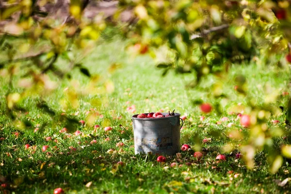 Apples in bucket — Stock Photo, Image