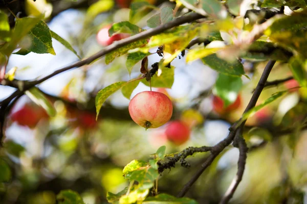Яблуня — стокове фото