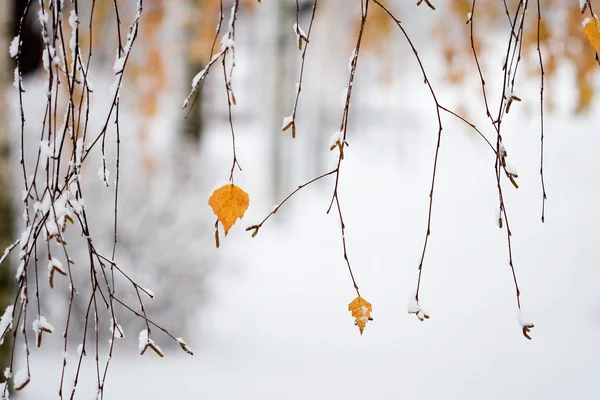 Sněží na podzim — Stock fotografie