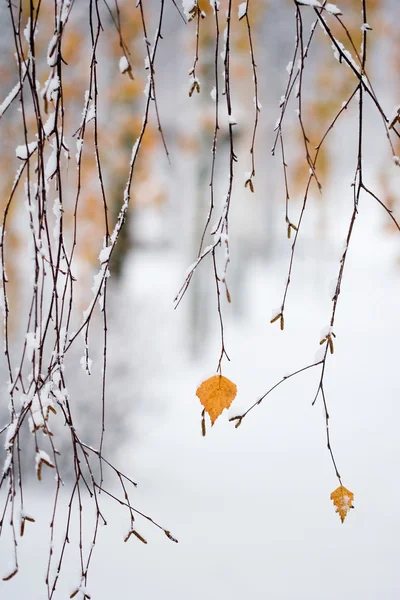 Nevando no outono — Fotografia de Stock