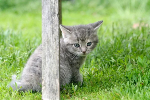 stock image Kitten