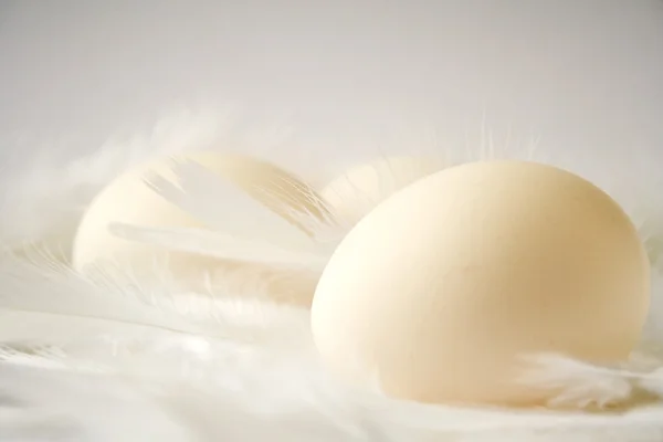 Yumurta ve tüy — Stok fotoğraf