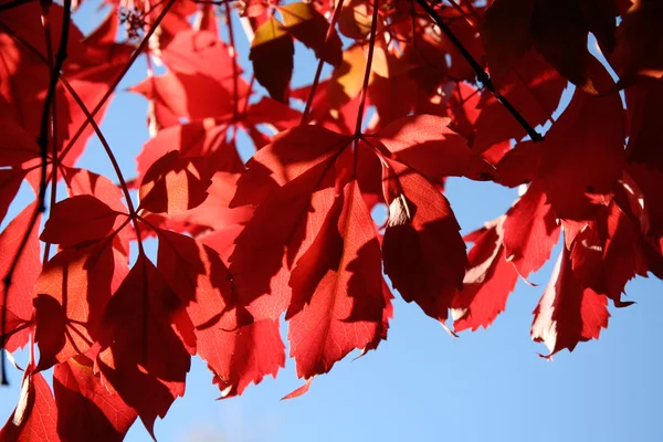 Красная осень — стоковое фото