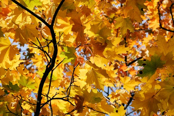 Autumn colours — Stock Photo, Image