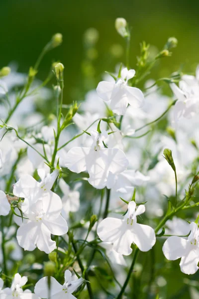 Beyaz çiçekler — Stok fotoğraf