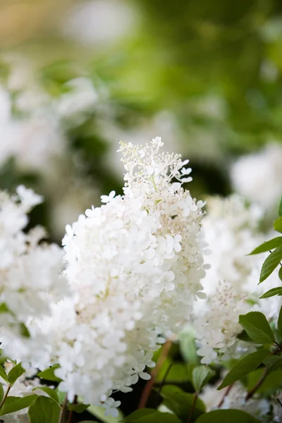 A gyönyörű fehér virág — Stock Fotó
