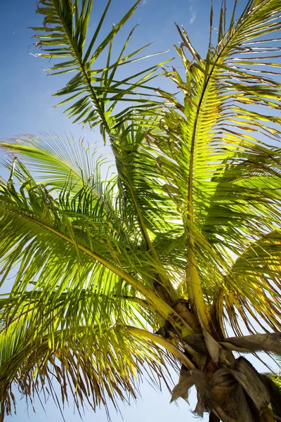 stock image Palm tree