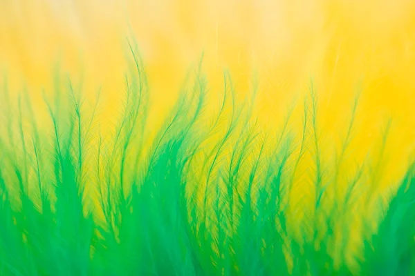 Feather abstract — Stock Photo, Image