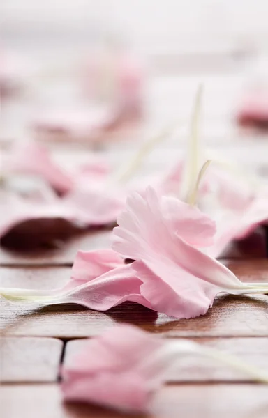 Pétalos de flor rosa —  Fotos de Stock