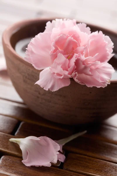 Pink dianthus — Stock Photo, Image