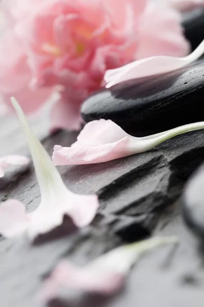 핑크 카네이션 꽃잎 — 스톡 사진