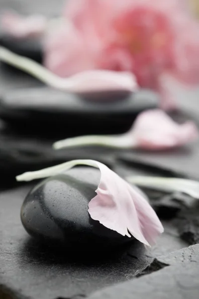 Petali di garofano rosa — Foto Stock