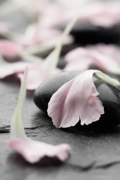 핑크 카네이션 꽃잎 — 스톡 사진