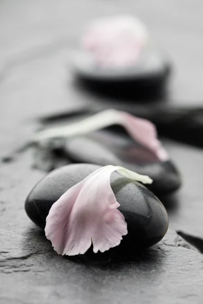 Pétalos de clavel rosa — Foto de Stock