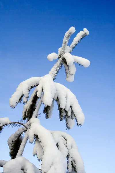 Ciężki śnieg — Zdjęcie stockowe