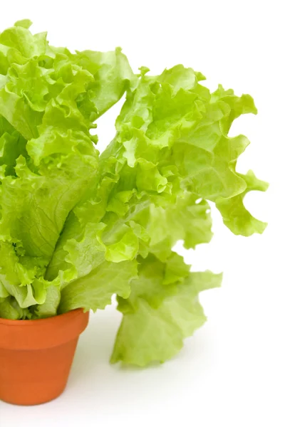 Zöld salátával — Stock Fotó