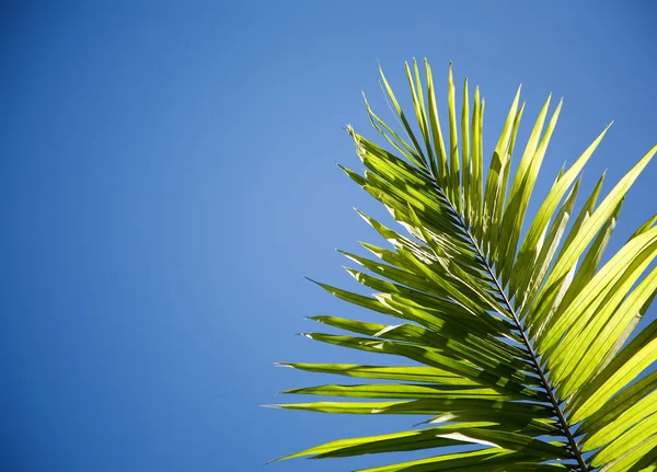 stock image Palm tree