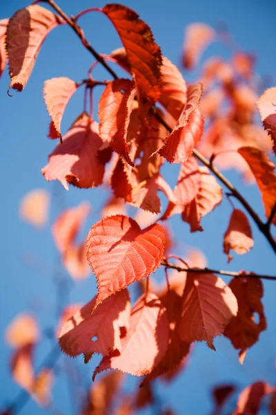 Kolorowa jesień — Zdjęcie stockowe