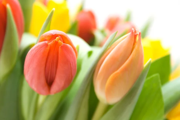 Tulipanes coloridos —  Fotos de Stock