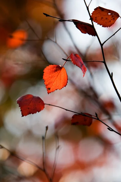 Барвиста осінь — стокове фото