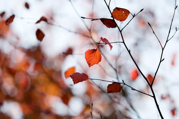 多彩的秋天 — 图库照片