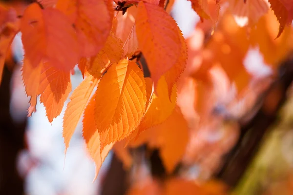 Bunter Herbst — Stockfoto