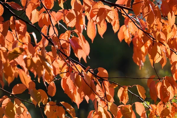 Kolorowa jesień — Zdjęcie stockowe
