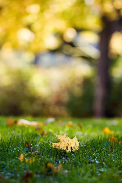 Colourful autumn — Stock Photo, Image