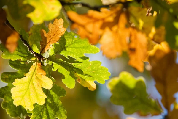 Цветная осень — стоковое фото