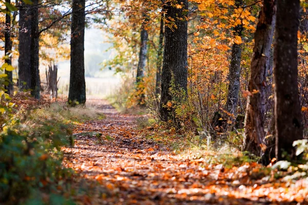 Kolorowy krajobraz jesień — Zdjęcie stockowe