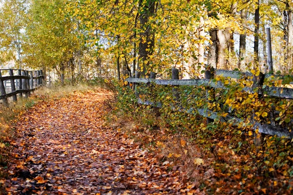 Bunte Herbstlandschaft — Stockfoto