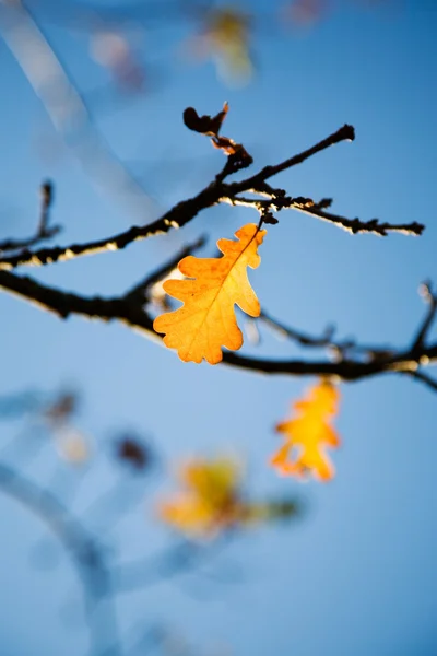 Барвиста осінь — стокове фото
