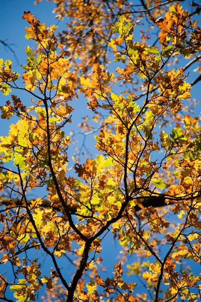 Barevný podzim — Stock fotografie