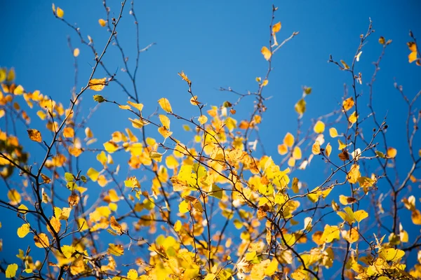 Jesień kolorowy — Zdjęcie stockowe