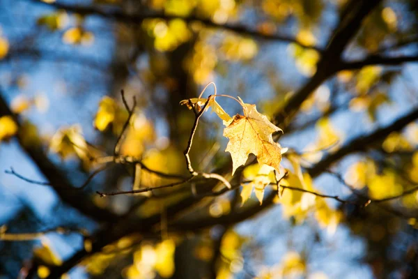 多彩的秋天 — 图库照片