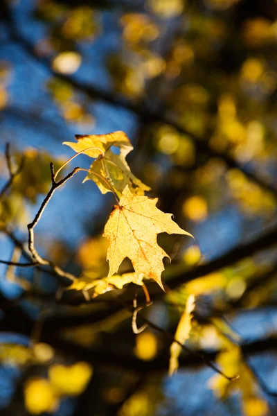 Colorido otoño — Foto de Stock