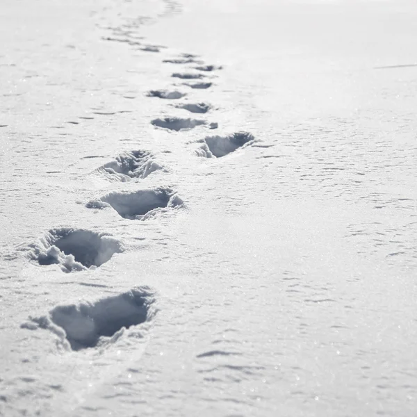 Pegadas na neve — Fotografia de Stock