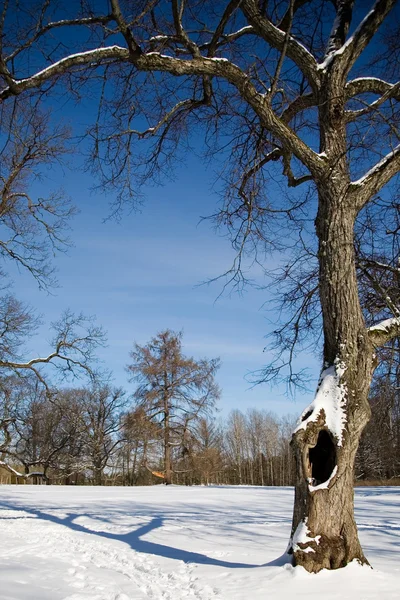 Klon drzewo w zimie — Zdjęcie stockowe